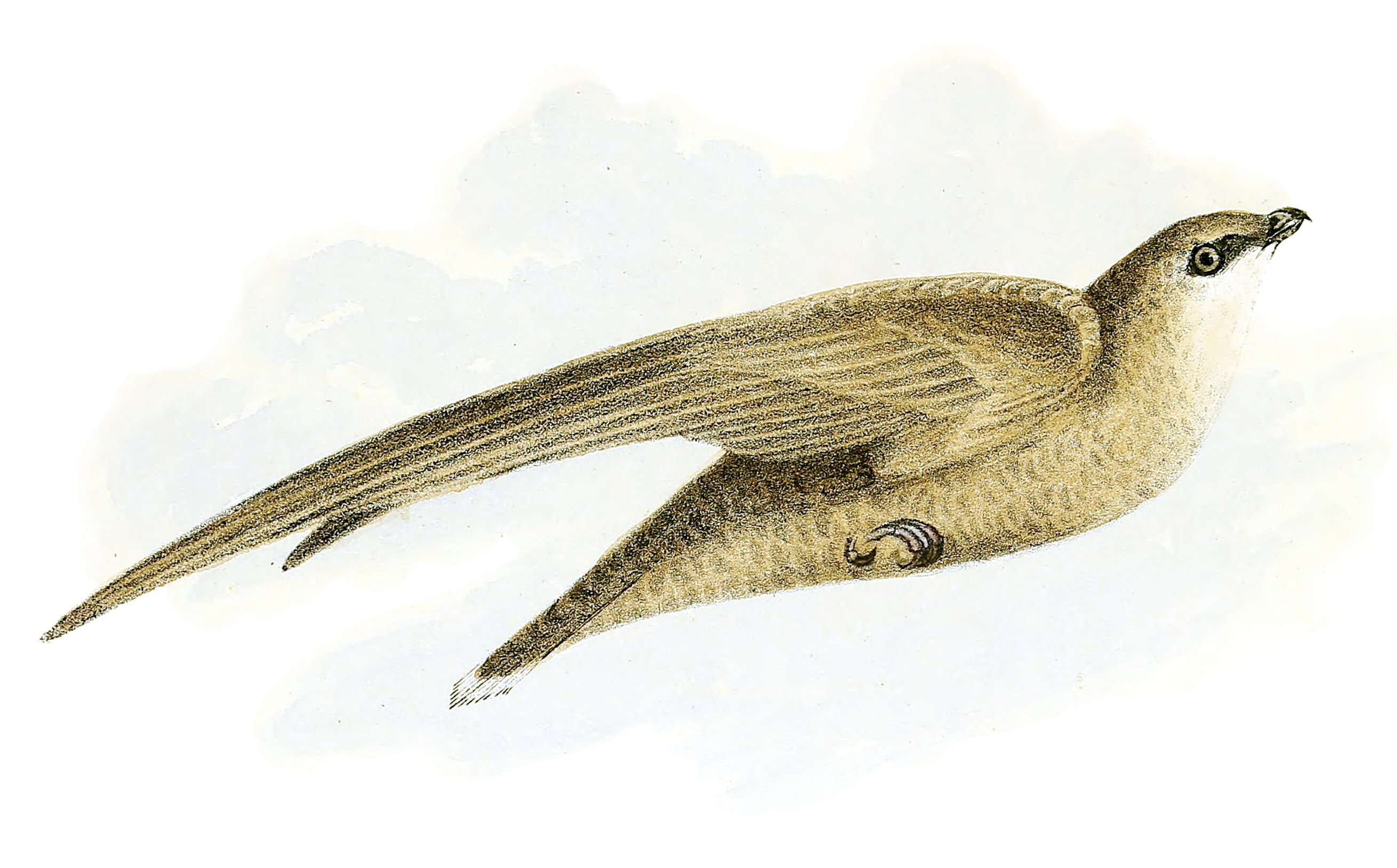Image of Chimney Swift