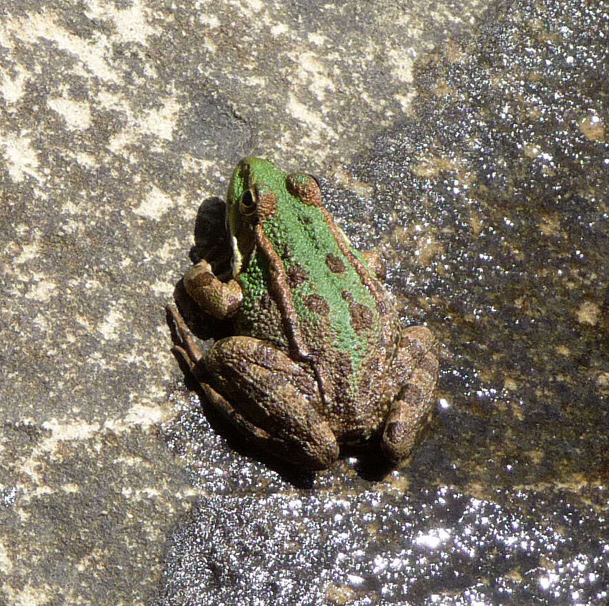 Image of Perez's Frog