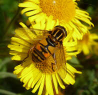 Image of Marsh Hoverfly