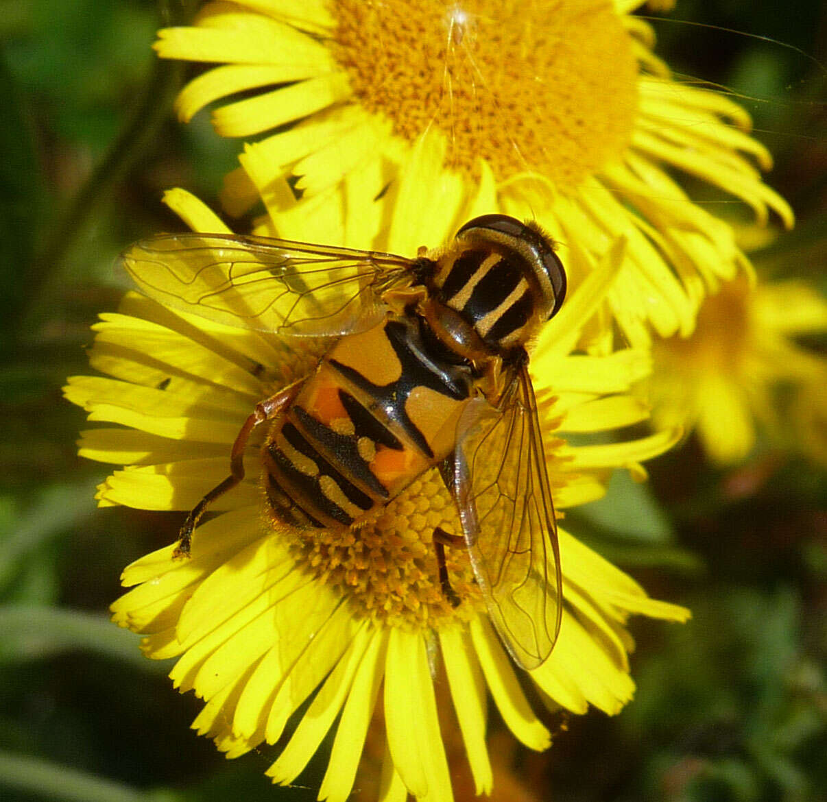 Image of Marsh Hoverfly