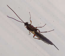 Image of ichneumon wasps