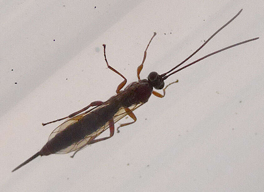 Image of ichneumon wasps