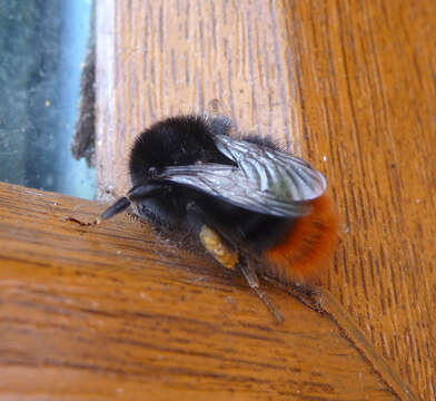 Image of Red tailed bumblebee