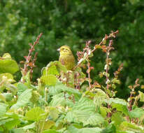 Image of Yellowhammer