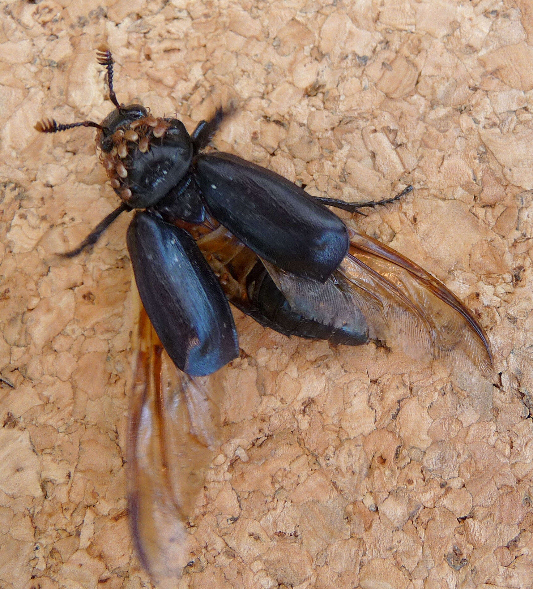 Image of Nicrophorus (Nicrophorus) humator (Gleditsch 1767)