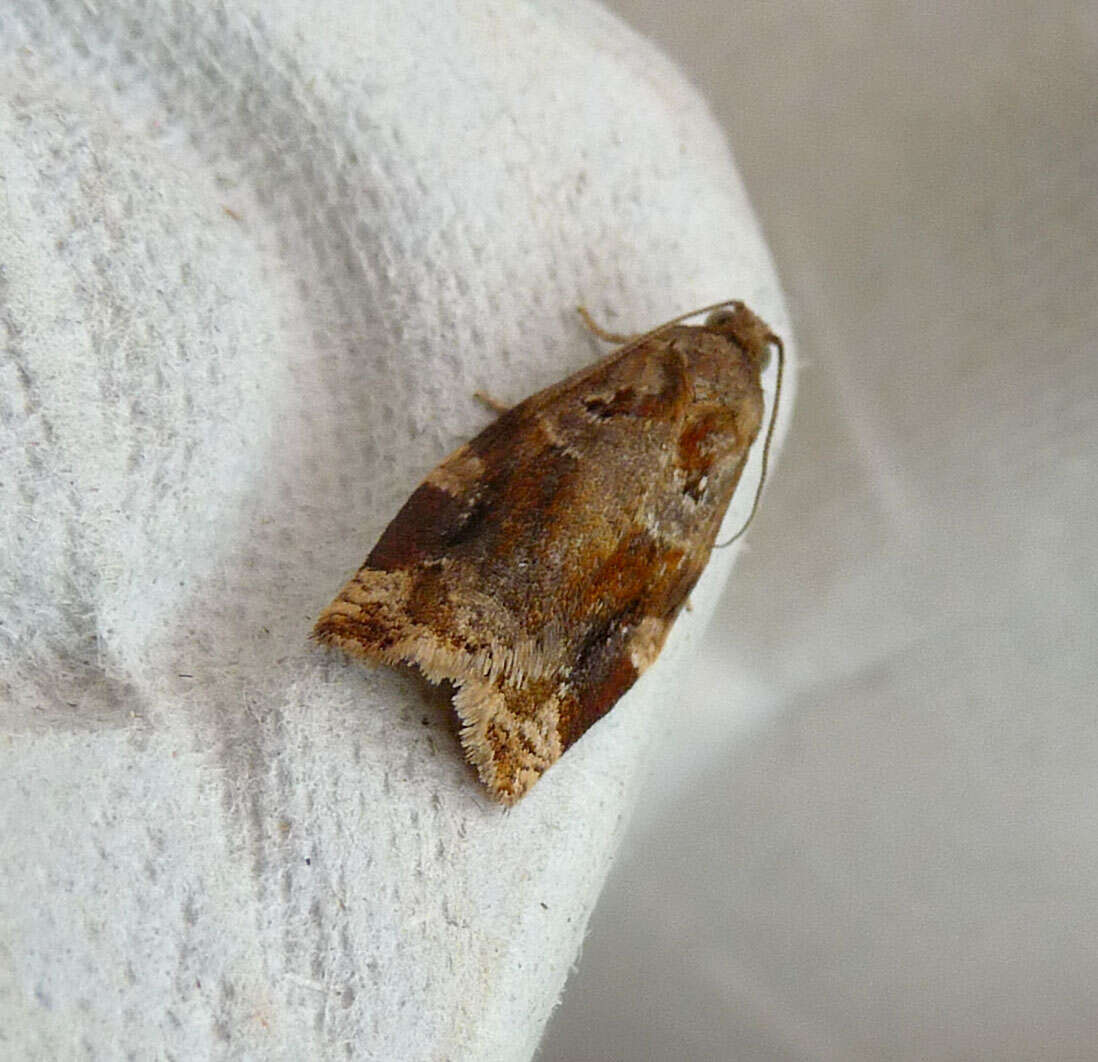 Image of red-barred tortrix