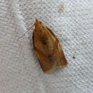 Image of Light brown apple moth