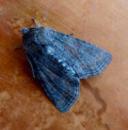 Image of Tawny Marbled Minor