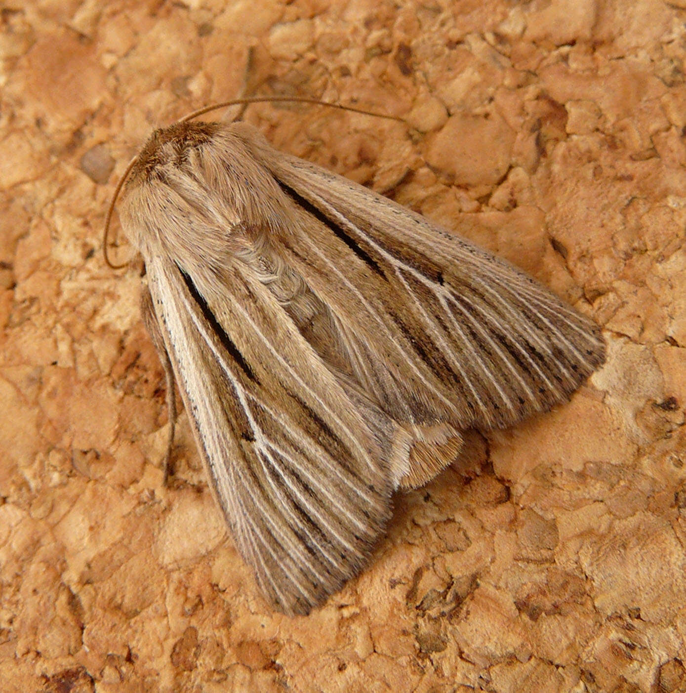 Image of shoulder-striped wainscot