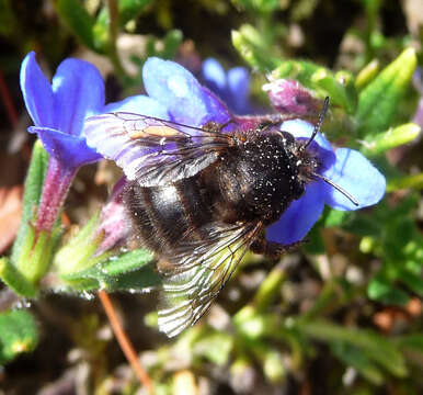 Image of Anthophora plumipes (Pallas 1772)