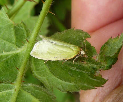 Image of green oak tortrix