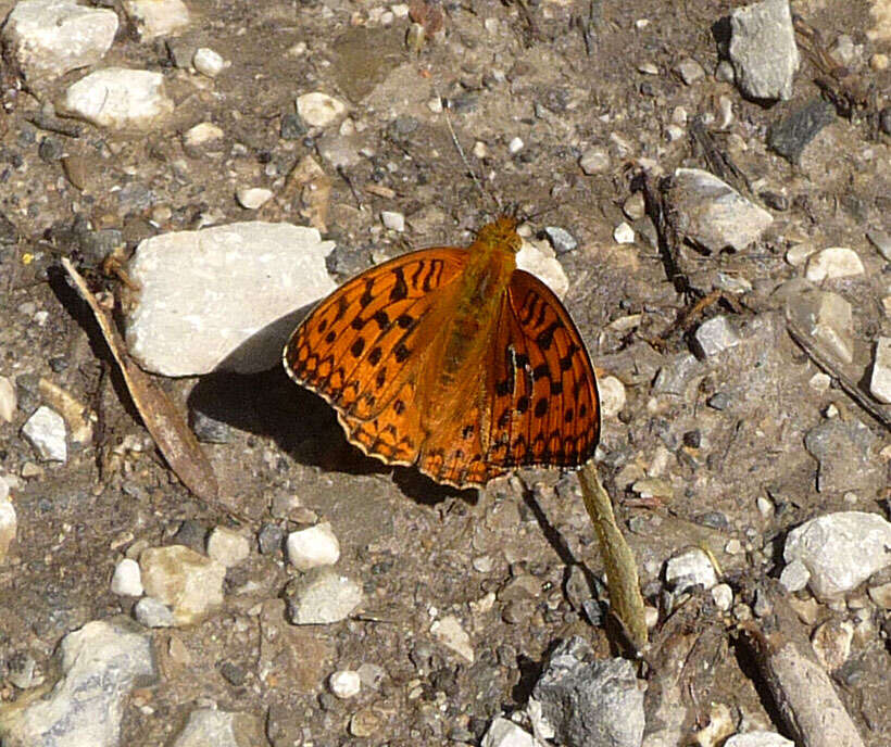 Image of High brown fritillary