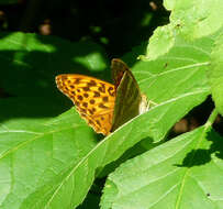 Image of silver-washed fritillary