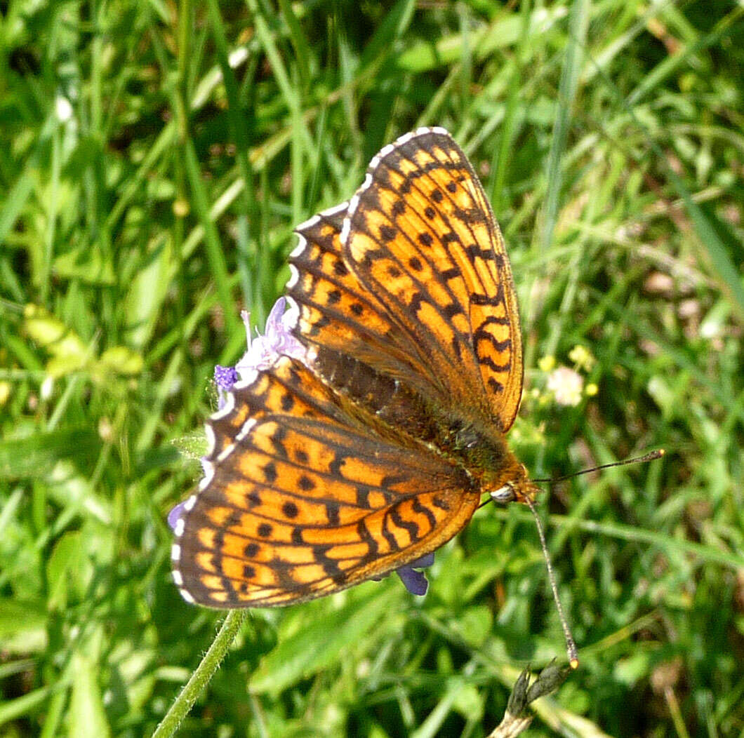 Image of Twin-spot Fritillary