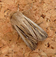 Image of shoulder-striped wainscot