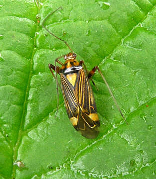 Image of Striped Oak Bug