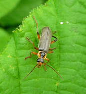 Imagem de Cantharis nigricans