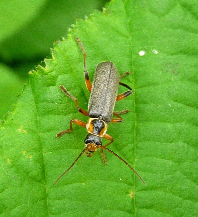 Imagem de Cantharis nigricans