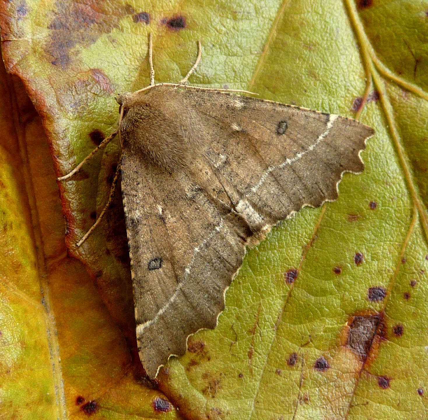 Image of scalloped hazel