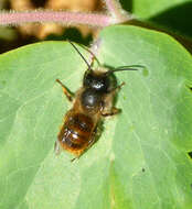 Image of Osmia rufa (Linnaeus 1758)