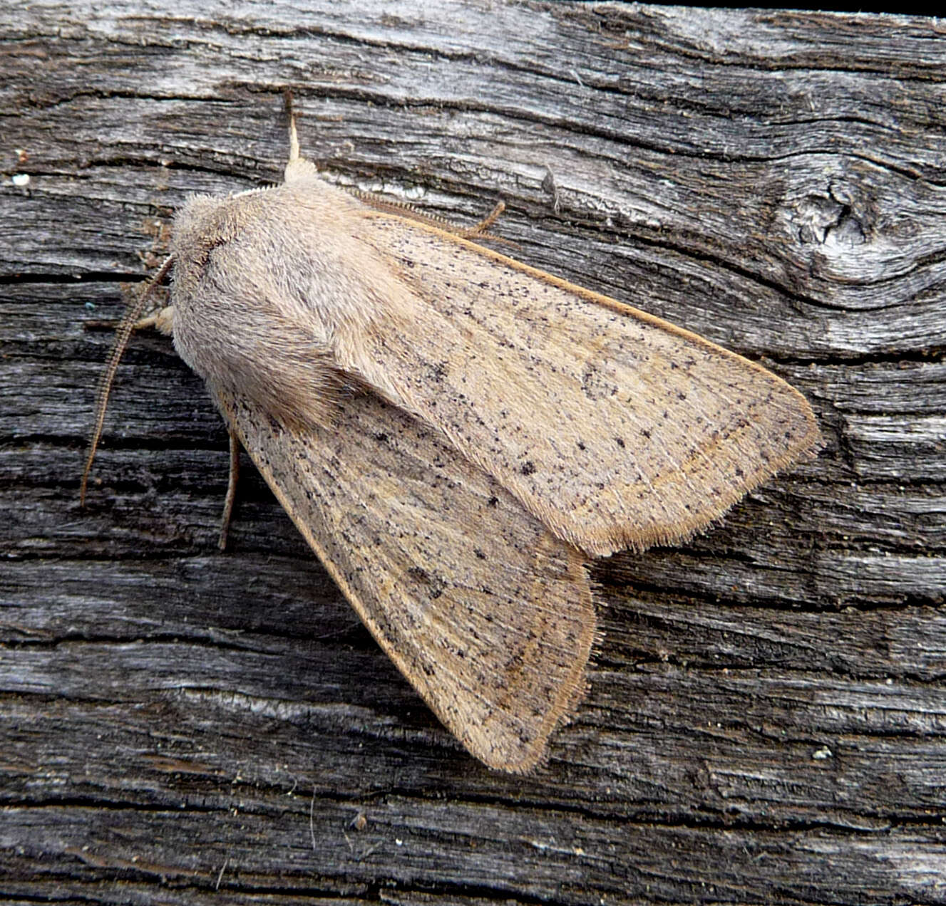 Слика од Orthosia gracilis Schiffermüller 1775