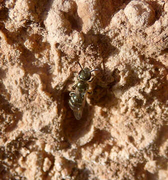 Image of sweat bees