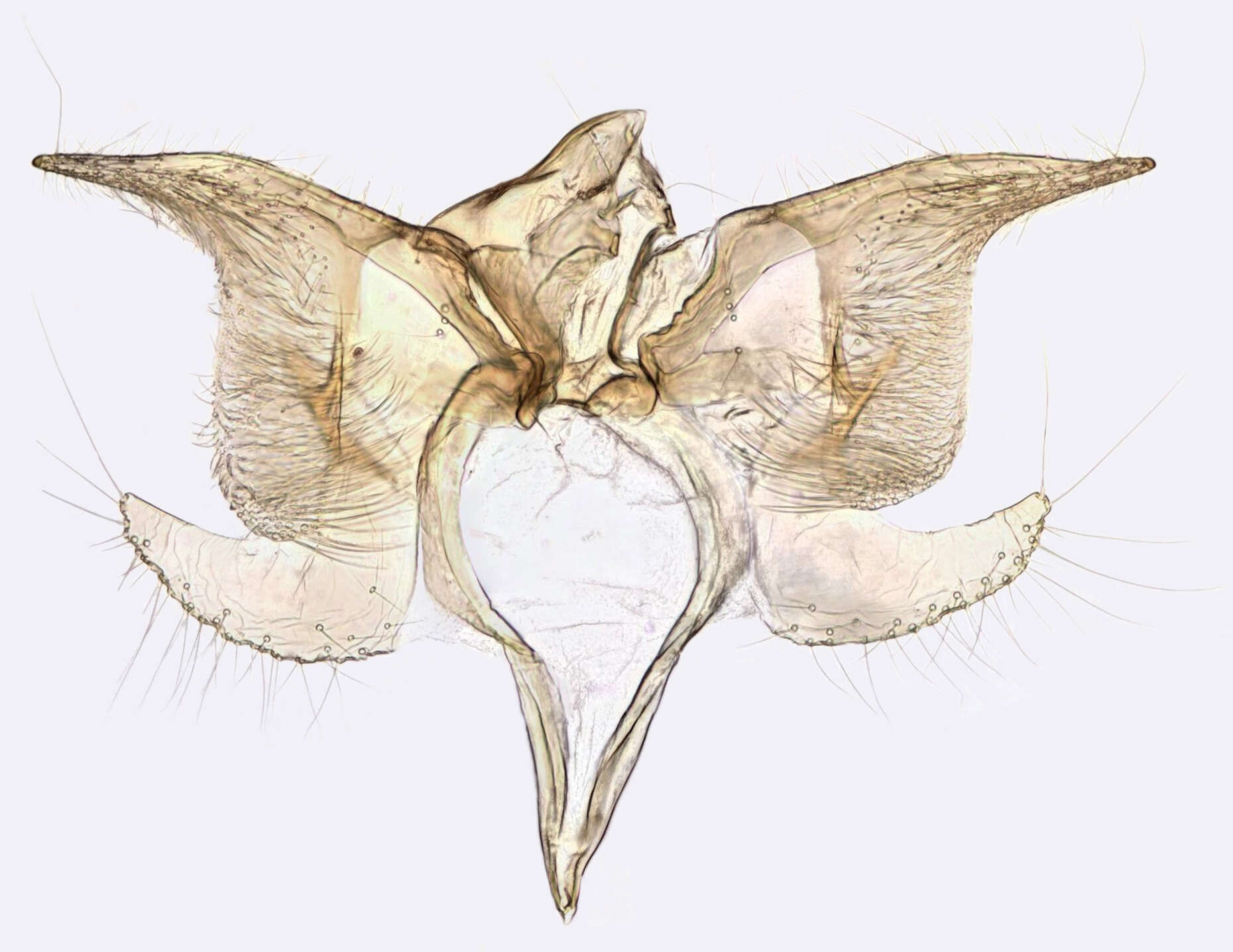 Image de Monochroa tenebrella Hübner (1817)