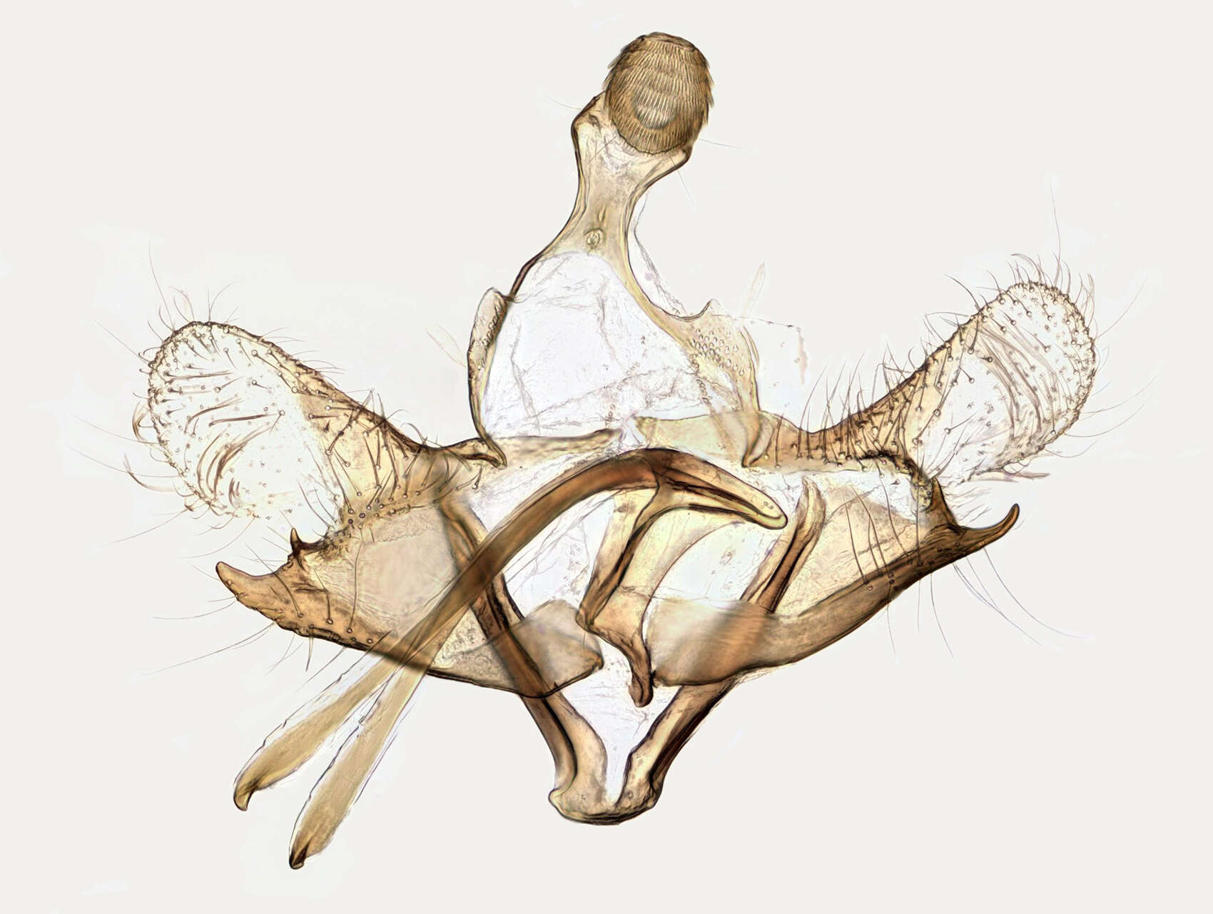 Image of Coleophora adjunctella Hodgkinson 1882