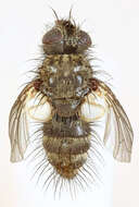 Image of Blepharomyia piliceps (Zetterstedt 1859)