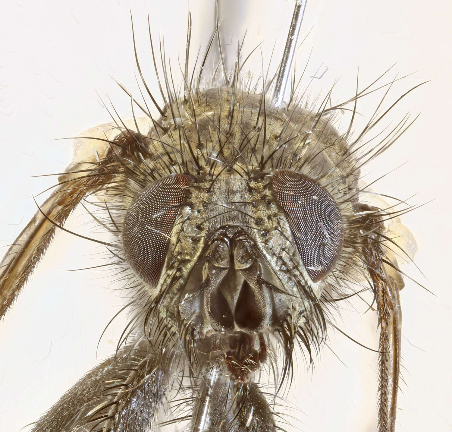 Image of Blepharomyia piliceps (Zetterstedt 1859)