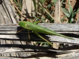 Image of Rattler Conehead