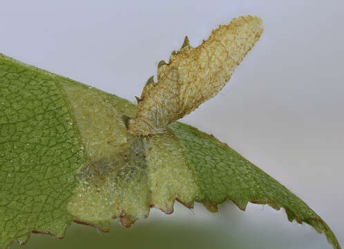 Image of Coleophora serratella Linnaeus 1761