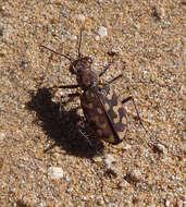 Image of Cicindela (Calomera) littoralis nemoralis G. A. Olivier 1790