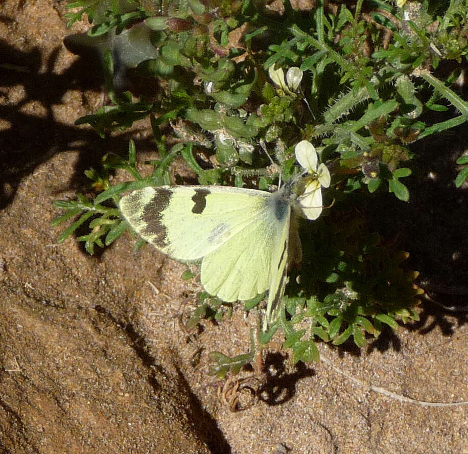 Image of Euchloe charlonia