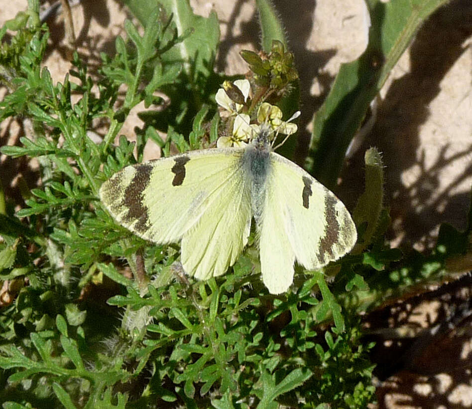 Image of Euchloe charlonia