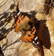 Plancia ëd Vanessa cardui