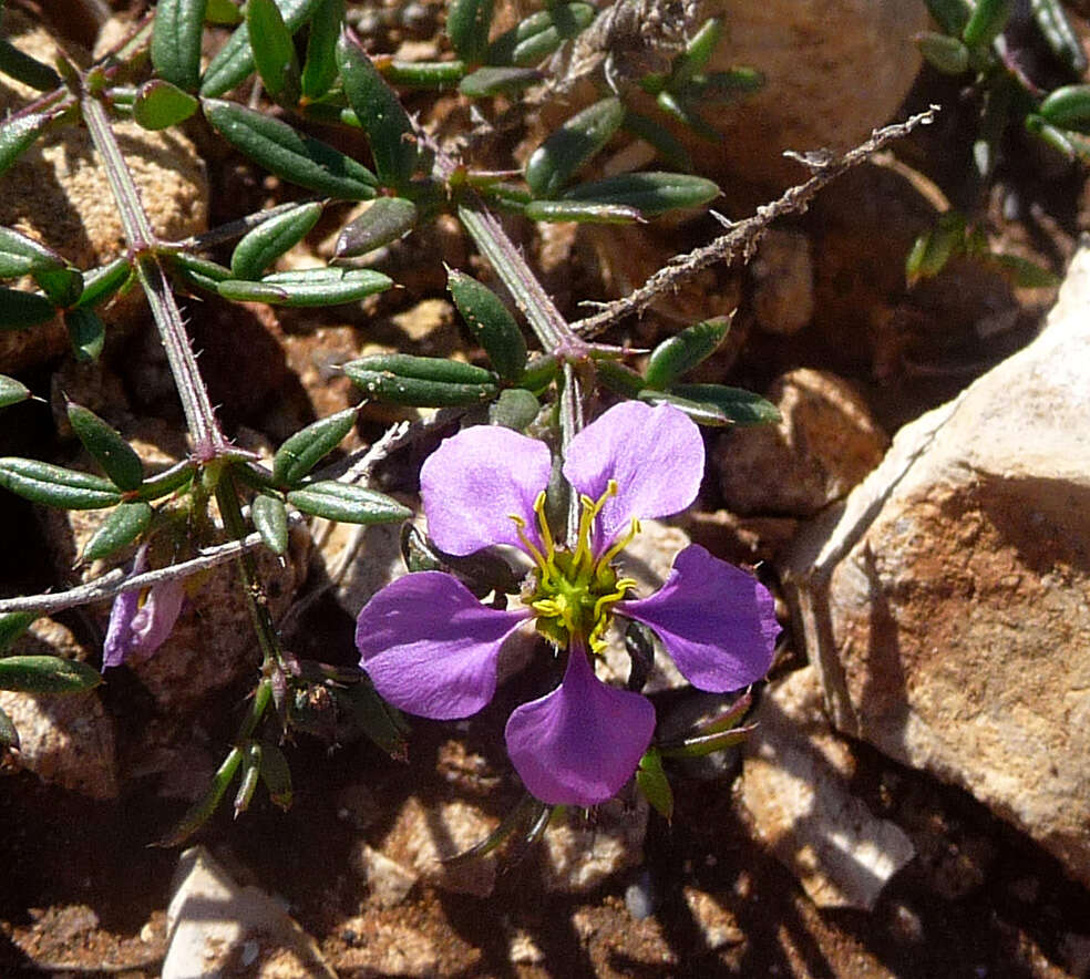 Image de Fagonia