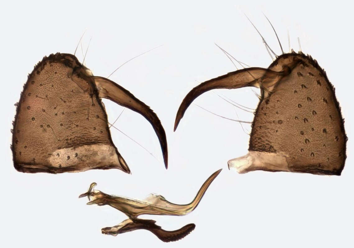 Tasiocera (Dasymolophilus) murina (Meigen 1818) resmi