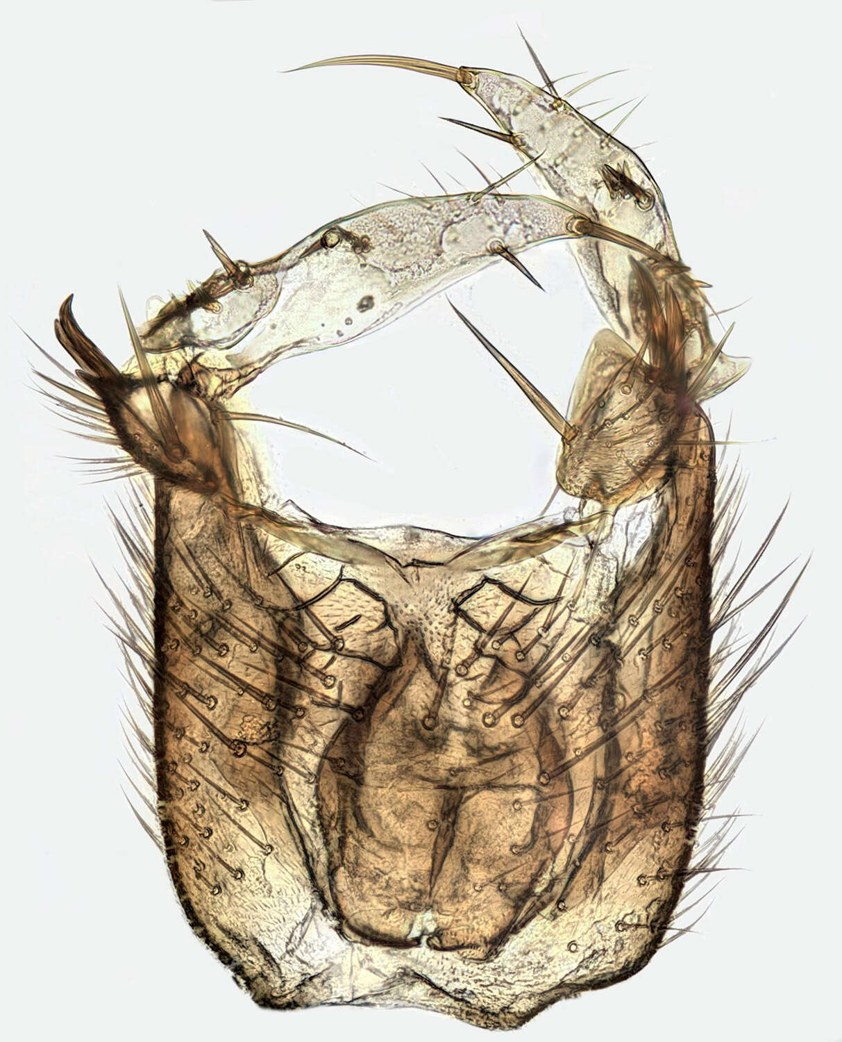 Image of Mycetophila unipunctata Meigen 1818