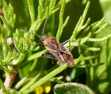 Image of scentless plant bugs