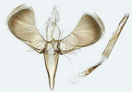 Imagem de Caloptilia betulicola (M. Hering 1928)