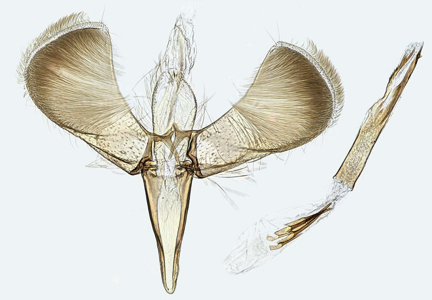 Image of Caloptilia betulicola (M. Hering 1928)