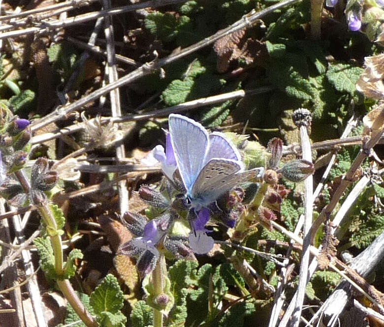 Image of common blue