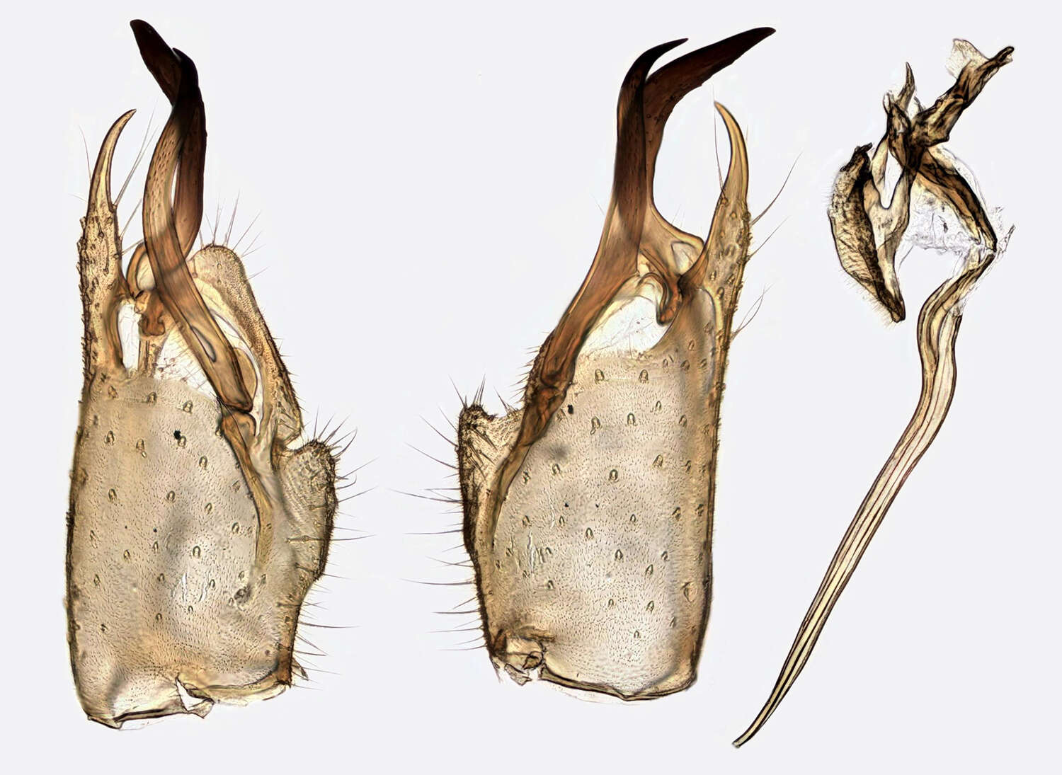 Image of Molophilus (Molophilus) appendiculatus (Staeger 1840)