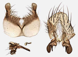 Image of Pegomya bicolor (Wiedemann 1817)