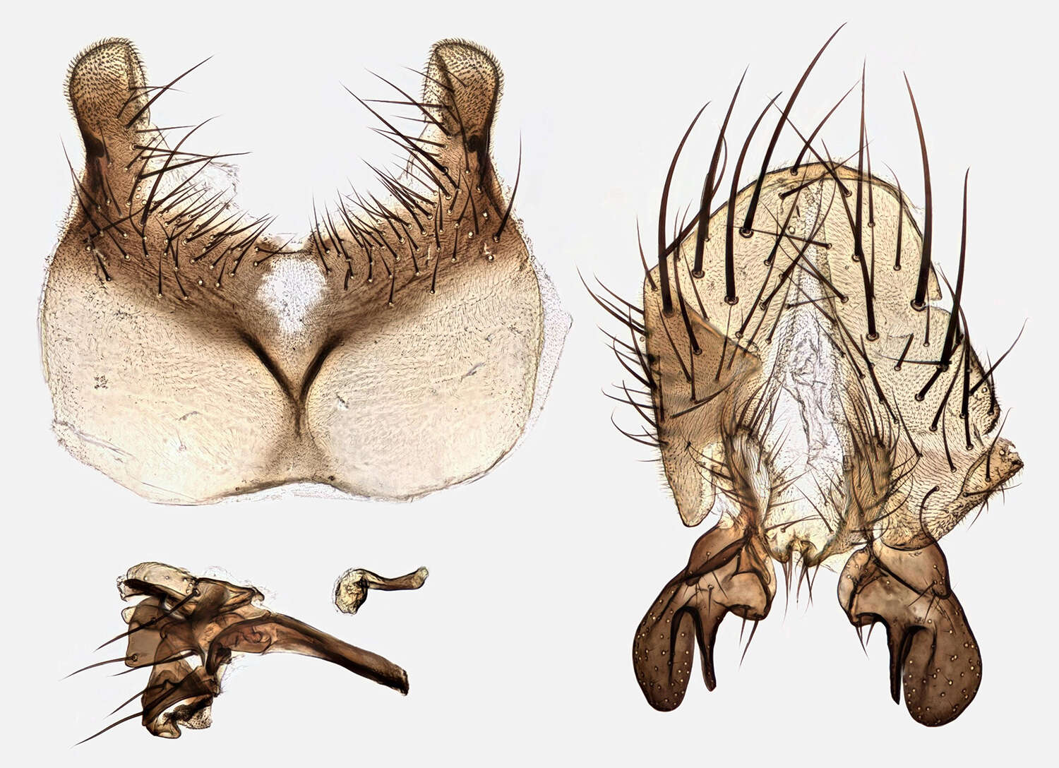 Image of Pegomya bicolor (Wiedemann 1817)