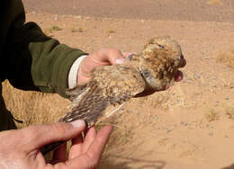 Image of Egyptian Nightjar