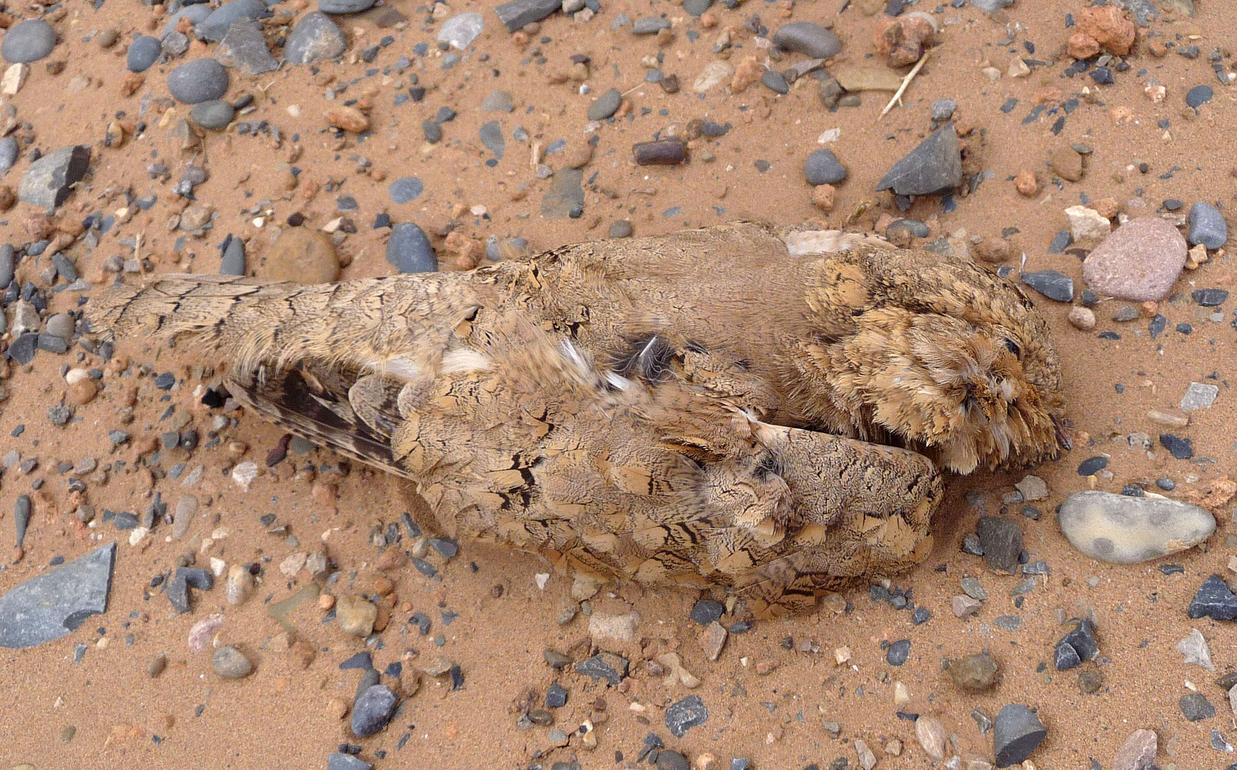 Image of Egyptian Nightjar