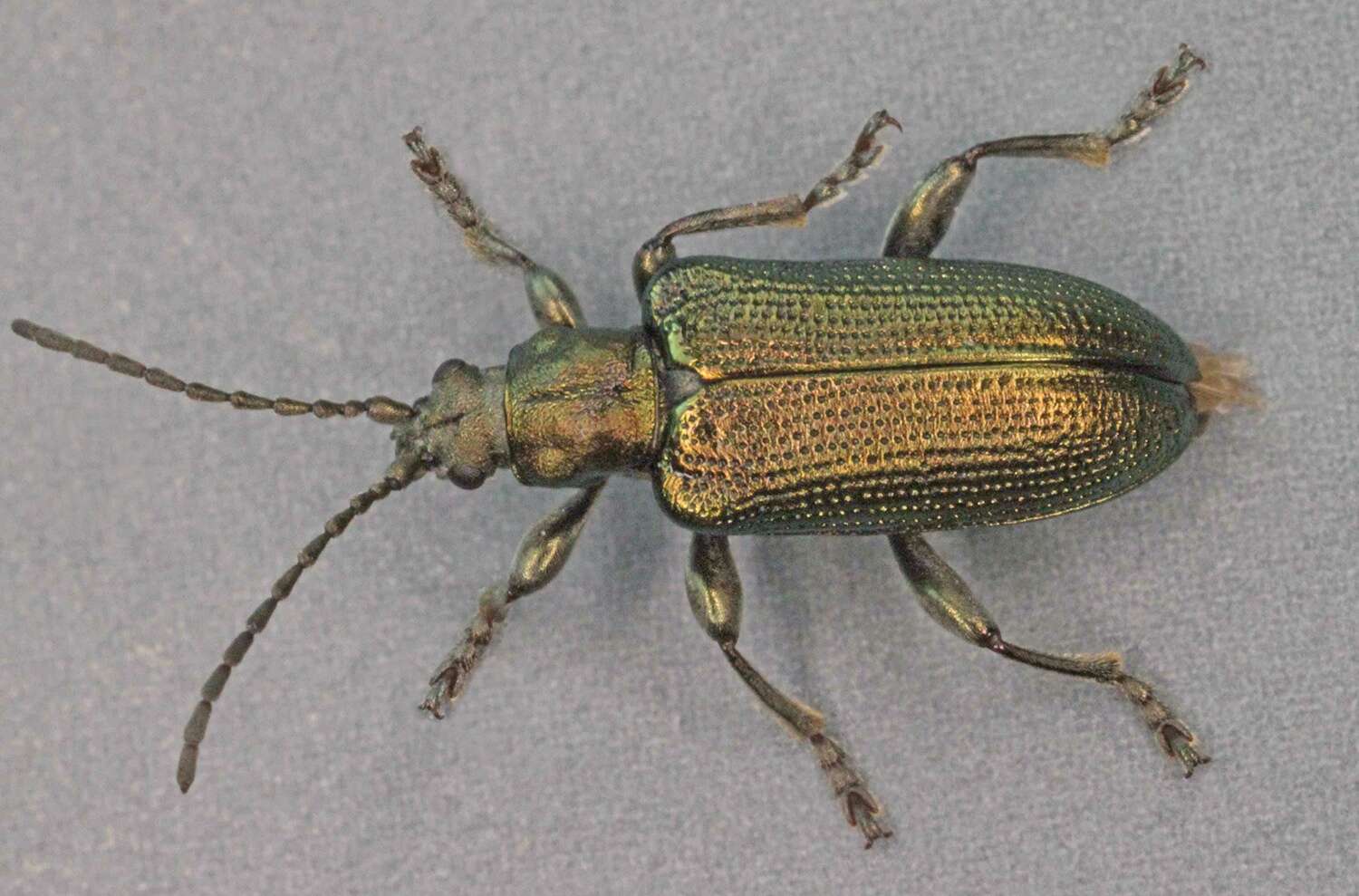 Image of Plateumaris sericea