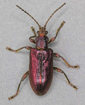 Image of Plateumaris sericea